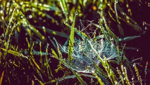 Preview wallpaper cobweb, grass, dew, drops, wet, early morning