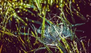 Preview wallpaper cobweb, grass, dew, drops, wet, early morning