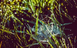 Preview wallpaper cobweb, grass, dew, drops, wet, early morning