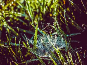 Preview wallpaper cobweb, grass, dew, drops, wet, early morning