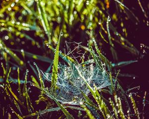 Preview wallpaper cobweb, grass, dew, drops, wet, early morning