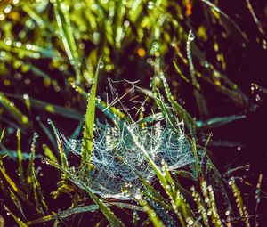 Preview wallpaper cobweb, grass, dew, drops, wet, early morning