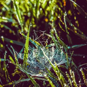 Preview wallpaper cobweb, grass, dew, drops, wet, early morning