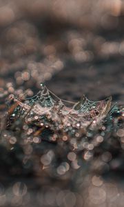 Preview wallpaper cobweb, grass, macro, dew, drops