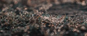 Preview wallpaper cobweb, grass, macro, dew, drops