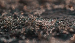 Preview wallpaper cobweb, grass, macro, dew, drops