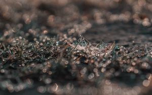 Preview wallpaper cobweb, grass, macro, dew, drops