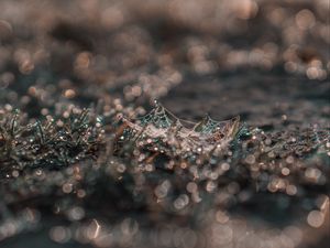 Preview wallpaper cobweb, grass, macro, dew, drops