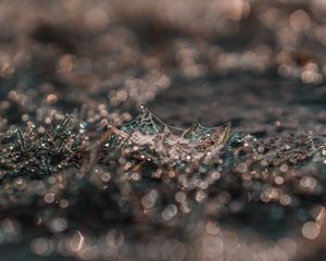 Preview wallpaper cobweb, grass, macro, dew, drops