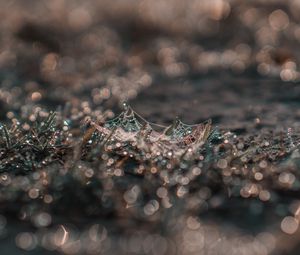 Preview wallpaper cobweb, grass, macro, dew, drops