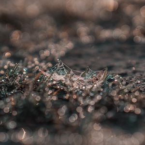 Preview wallpaper cobweb, grass, macro, dew, drops