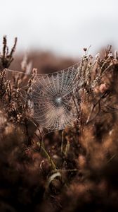 Preview wallpaper cobweb, grass, weaving, blur, fog