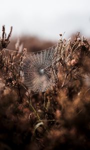 Preview wallpaper cobweb, grass, weaving, blur, fog