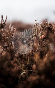 Preview wallpaper cobweb, grass, weaving, blur, fog