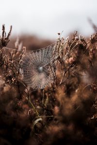 Preview wallpaper cobweb, grass, weaving, blur, fog