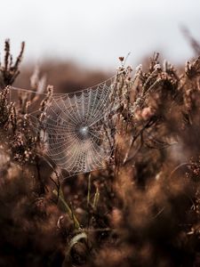 Preview wallpaper cobweb, grass, weaving, blur, fog