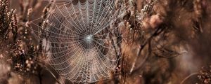 Preview wallpaper cobweb, grass, weaving, blur, fog