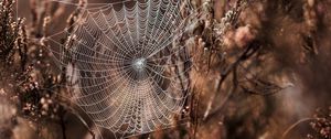 Preview wallpaper cobweb, grass, weaving, blur, fog