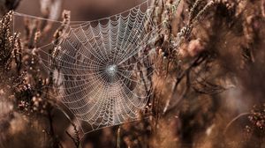 Preview wallpaper cobweb, grass, weaving, blur, fog