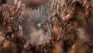 Preview wallpaper cobweb, grass, weaving, blur, fog