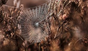 Preview wallpaper cobweb, grass, weaving, blur, fog