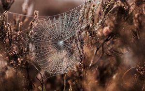 Preview wallpaper cobweb, grass, weaving, blur, fog