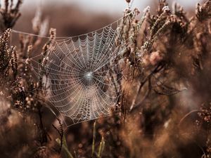 Preview wallpaper cobweb, grass, weaving, blur, fog