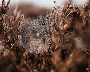 Preview wallpaper cobweb, grass, weaving, blur, fog