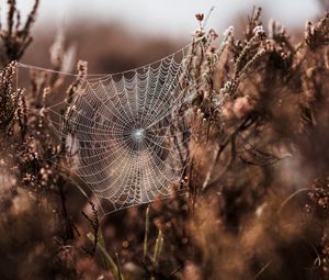 Preview wallpaper cobweb, grass, weaving, blur, fog