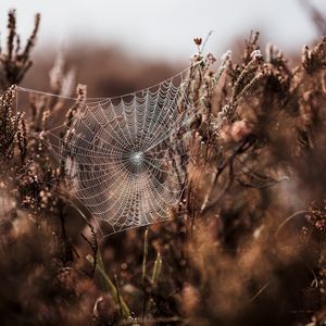 Preview wallpaper cobweb, grass, weaving, blur, fog