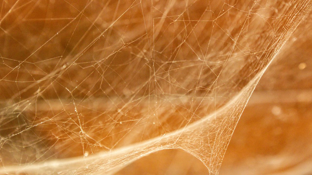 Wallpaper cobweb, light, blur, macro