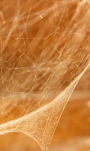 Preview wallpaper cobweb, light, blur, macro