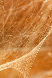 Preview wallpaper cobweb, light, blur, macro