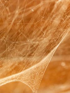 Preview wallpaper cobweb, light, blur, macro