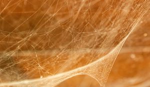 Preview wallpaper cobweb, light, blur, macro