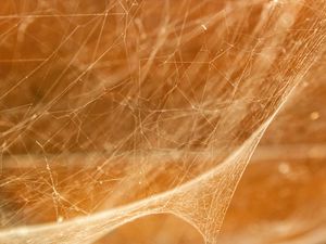 Preview wallpaper cobweb, light, blur, macro