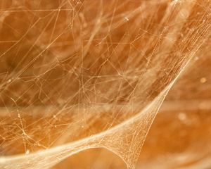 Preview wallpaper cobweb, light, blur, macro