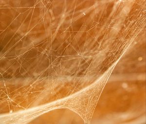 Preview wallpaper cobweb, light, blur, macro