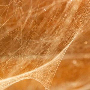 Preview wallpaper cobweb, light, blur, macro