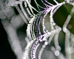 Preview wallpaper cobweb, light, shape, drops
