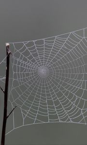 Preview wallpaper cobweb, macro, blur, branch