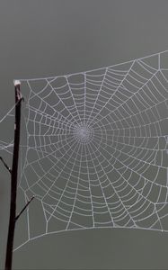 Preview wallpaper cobweb, macro, blur, branch