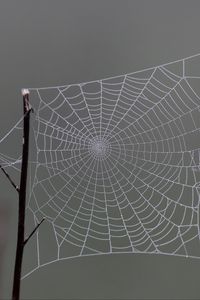 Preview wallpaper cobweb, macro, blur, branch