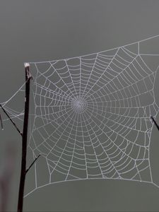 Preview wallpaper cobweb, macro, blur, branch