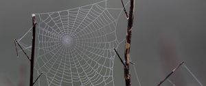 Preview wallpaper cobweb, macro, blur, branch