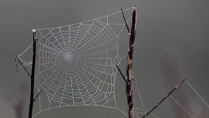 Preview wallpaper cobweb, macro, blur, branch