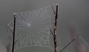 Preview wallpaper cobweb, macro, blur, branch