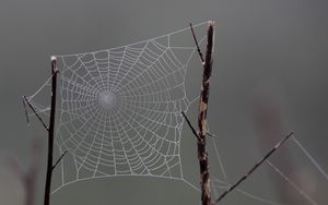 Preview wallpaper cobweb, macro, blur, branch