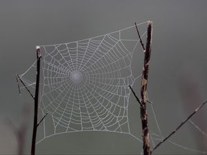 Preview wallpaper cobweb, macro, blur, branch