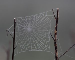 Preview wallpaper cobweb, macro, blur, branch